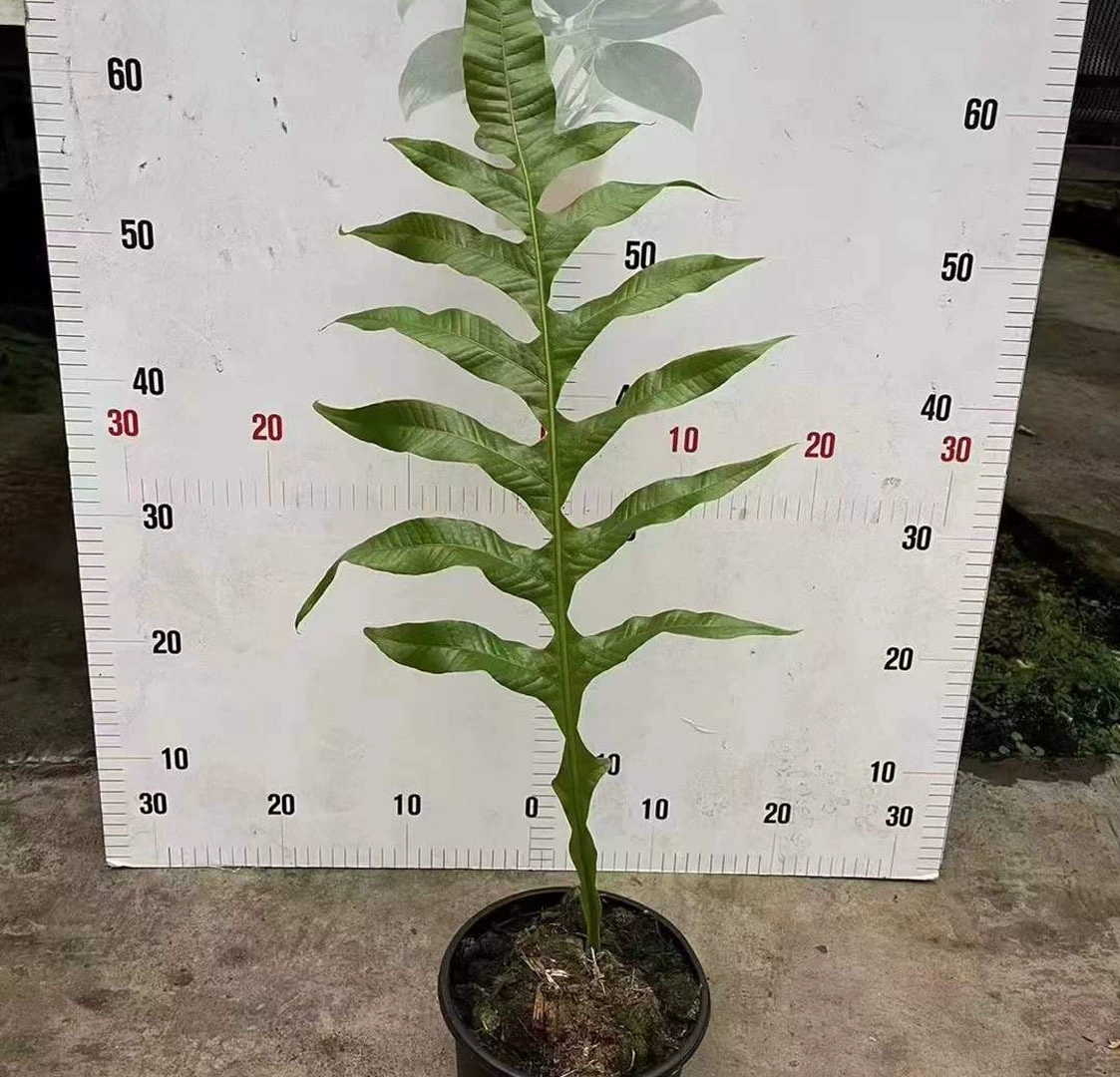 [Базовые прямые поставки] Чистая красная листва папоротника маленькие цветы в горшках домашние цветы зеленые растения 160 Crown Fern