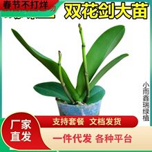 一件代发双花剑蝴蝶兰盆栽兰花大苗带花剑带花苞四季开花室内花好