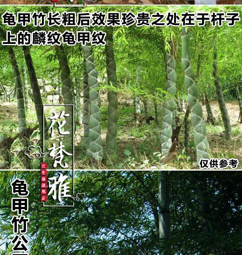 一件代发龟甲竹苗龙鳞竹人面竹佛面竹庭院别墅大型高档观赏竹子苗-阿里巴巴
