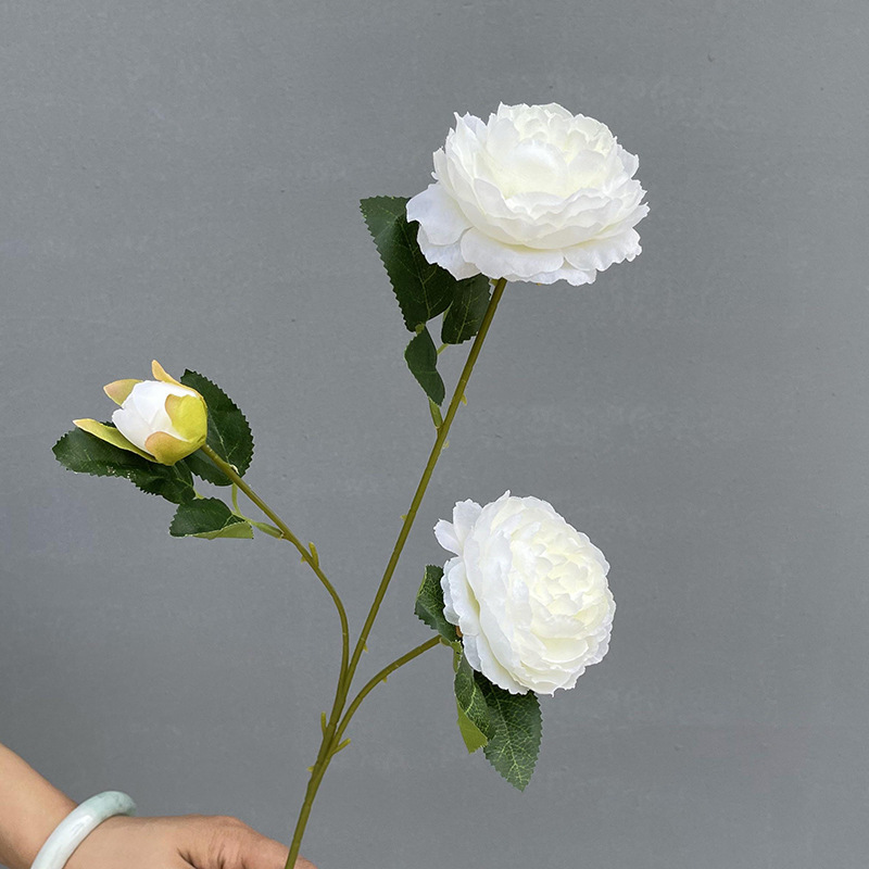 3 Foreign peonies-milk White