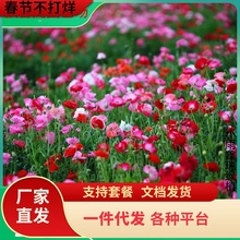 һl˷Nӱutɫɫذ ﲥͰͺ