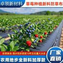 �r�ù��@���ݲ��{ݮ��ݮ���طNֲ�ڲݲ�͸��͸ˮ������pe���ݲ�