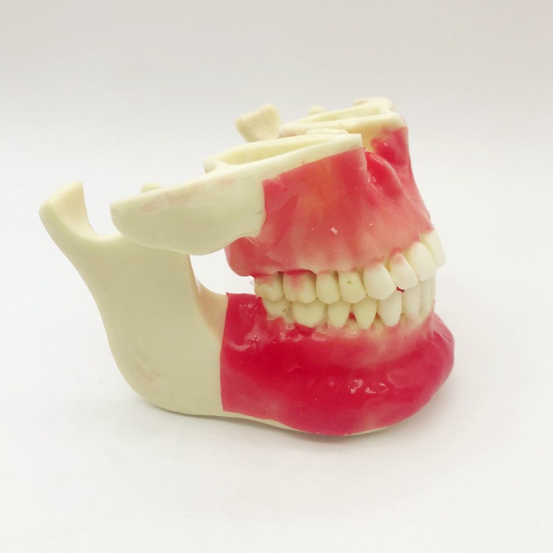 Tooth model Teaching model Practice Model