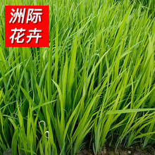 水生鸢尾 黄花鸢尾黄菖蒲杯苗营养体  基地大量批发水生植物