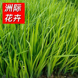 Aquatic Iris Yellow Flower Iris Yellow Calamus Cup Seedling Nutritional Body Base Wholesale Aquatic Plants in Large Quantities