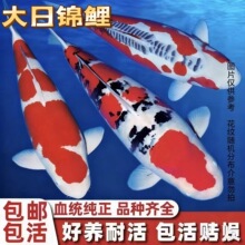 纯种大正红白三色鲤鱼招财锦鲤冷水淡水观赏鱼活鱼金鱼耐活好养鲤