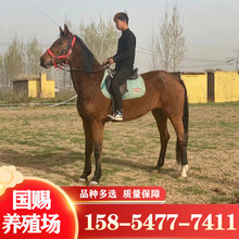 湖南永州景区用骑乘马价格半血马养殖场骑乘马的品种与价格