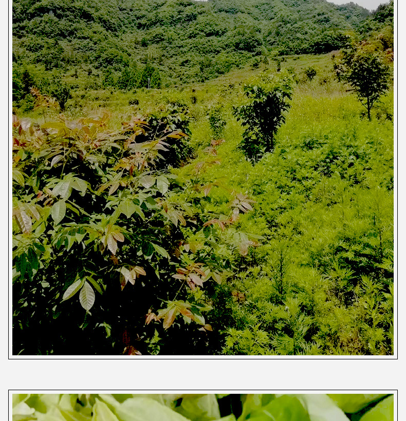 Guava Leaf Tea 番石榴叶 Fan Shi Liu Ye Dried Herbal Tea Leaves 500g for Daily Brew preparation