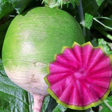 F1杂交花叶满膛红心里美萝卜种子板叶花叶满膛红红心萝卜籽菜种子