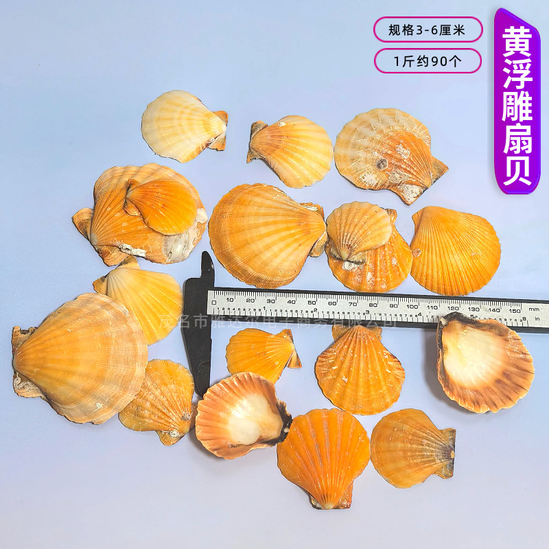 天然法螺貝 卸売供給源 魚水槽造園 工芸品 消耗品 1-10cm シェル|undefined