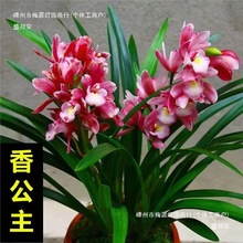 �m���������mī�m���F�m����ֱ�N������ֲ���҃��ͺ��Gֲ��������