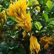 ���֘�������ˮ���������A���ָ��辰��ʳ��ֲ���̨���ܾGֲ���B