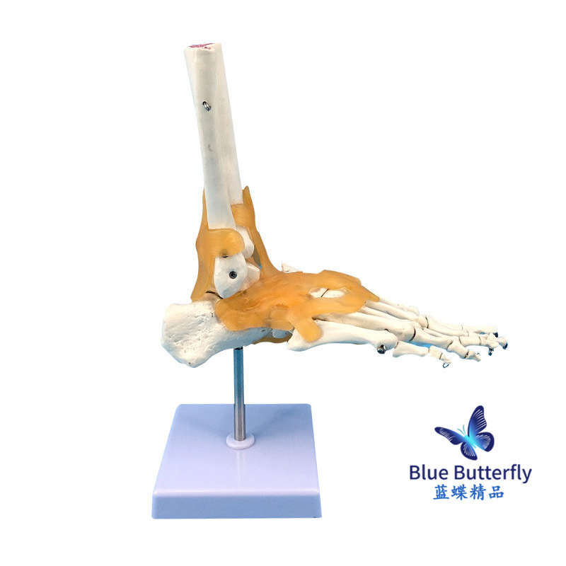 1:1�Źؽ�ģ�� ��������ؽ� �����㲿ģ�� ��ѧ��ѵר�ù���ģ��