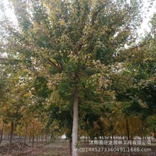 批发五角枫大树 五角枫树苗 12-15-18五角槭树苗 小区公园道路绿