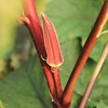 Red okra seed seed seeds, yellow okra, four seasons of vegetable spring broadcast early balcony spring vegetable Laizi vegetable autumn