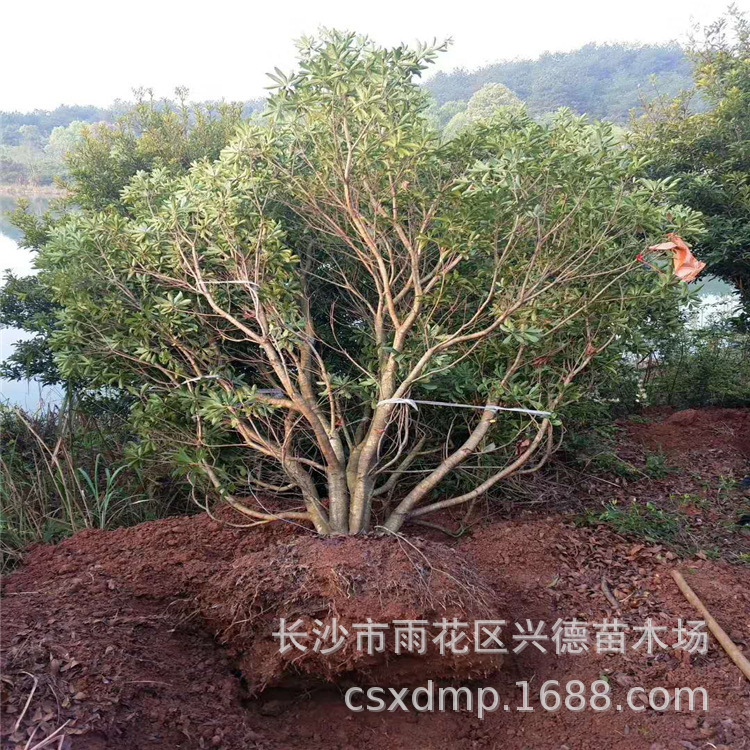 微信图片_20200304093804