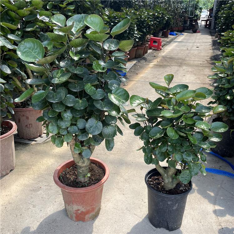 Large Potted Indoor Plant for Living Room or Office, Money Tree with Round Leaves, Good Plant for Prosperity