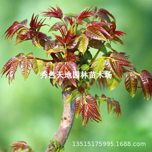 Toona Sinensis Saplings Potted Ground Planting in the South and North Indoor and Outdoor Planting in All Seasons Edible Red Oil Fragrant Spring Tree Vines