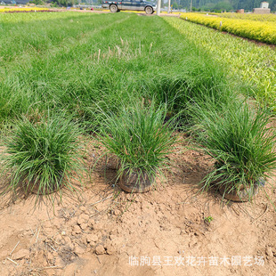 Little Rabbit Pennisetum Scenic Area Garden Ornamental Slope Protection Pennisetum Qingzhou Base Wholesale Engineering Greening Seedlings