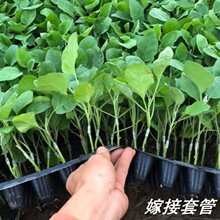 嫁接套管软管西瓜苗小工具夹子果树膜管蔬菜番茄育苗嫁接管