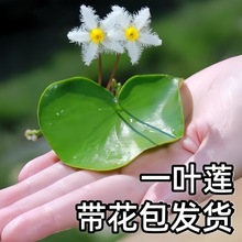 һ�~ɏˮ��ˮ��ˮ��ֲ�����ˮ�|��ɏ�������~���쾰��Ƽ�B�����