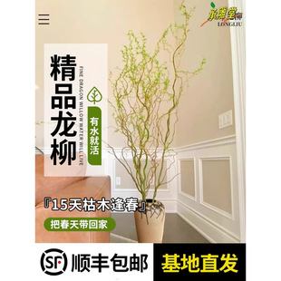 Dragon Willow Fresh Branch Flower Arrangement Living Room Hydroponic Plants Florals Indoor Florals Are Easy to Maintain in All Seasons, Water-Raised Dried Branches Snow Willow