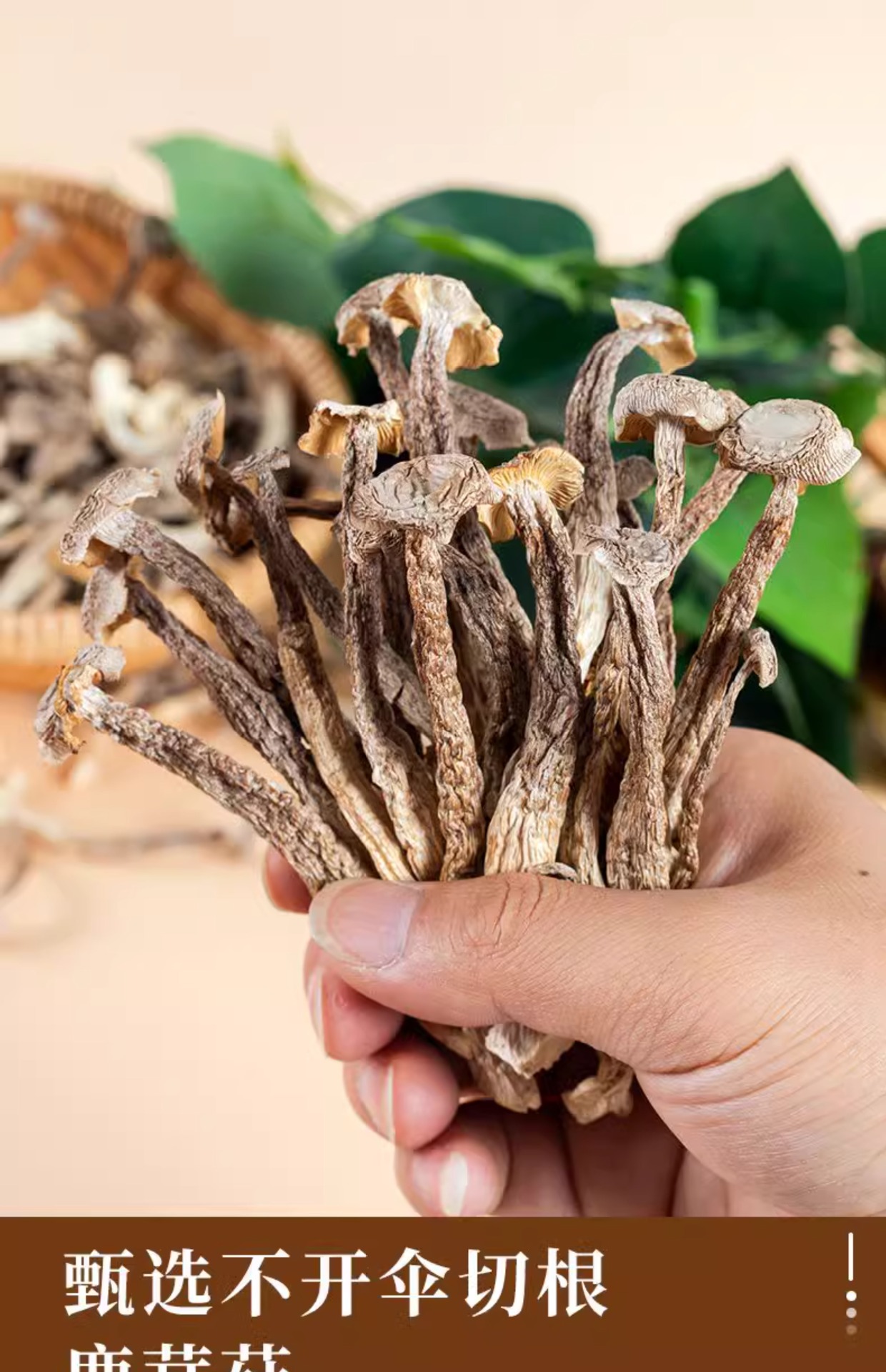 Dried Lyophyllum decastes Broken Pieces Lu Rong Gu Mushroom for Soup and Stir Fry 1000g Net Weight key features