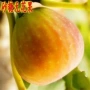 日本南方矮化种植果树苗