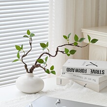 ���Gֲ��֦���R�R��ľ�ٻ��G�~�廨�҃��b�ˇ�[���Ĕz