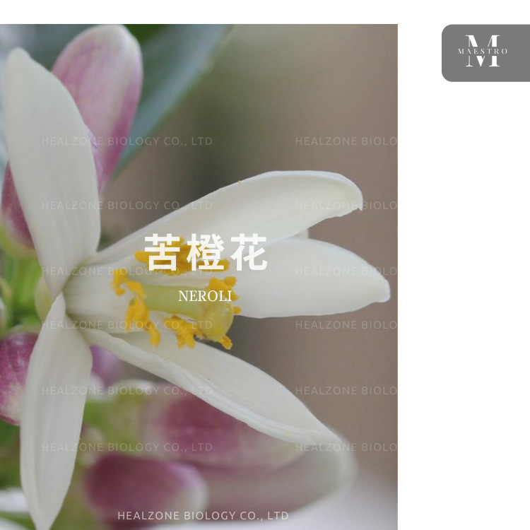 苦橙花精油 (neroli) モロッコ自営生産区の花の香りの中で苦い輸入の片方精油を持っています。|undefined