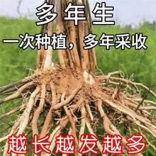 芦笋苗芦笋根苗芦笋种苗阳台盆栽四季种植绿植家庭菜园蔬菜苗