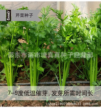 С۷NС۲ˮ۷NļN߲˷NwSٴ۲ѷN