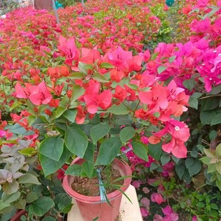 Bougainvillea Water Red Bright Red Tong'An Red Bougainvillea Direct Sales from Zhangzhou Base