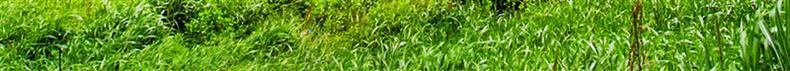 Chai Hu Bupleurum Root Dried Herb Slices Traditional TCM Decoction Herb Hand Selected Gansu Origin 500g details