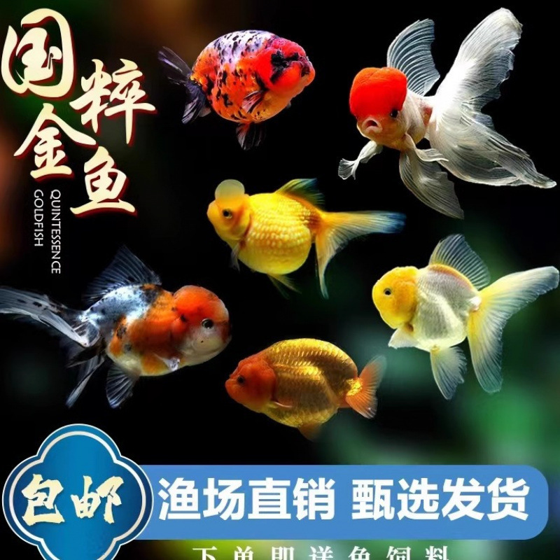 小さな金魚、活魚、観賞魚、冷水、淡水、赤魚、鯉、飼いやすい、耐久性、幸運の頭、国宝金魚|undefined