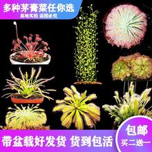 ����ֱ�N����Né��ˡ�ʳ�xֲ���i�\�ݲ�ω����òݶ���Gֲ����