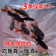 彩虹鲨 工具鲨 清洁鱼 工具鱼 清道夫吃残渣吃垃圾小型热带观赏鱼