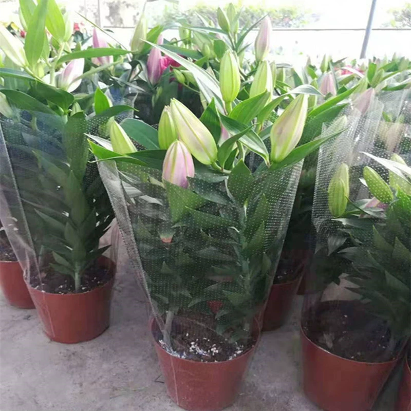 Парфюмерные луковицы лилии, рассада цветов лилии в горшках для дома, готовые большие рассады с бутонами, легко выращиваемые растения и цветы розового и красного цвета круглый год.