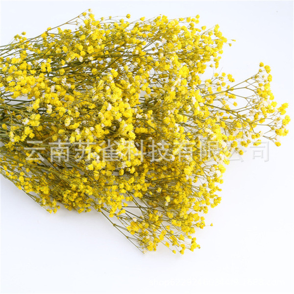 Wholesale Yunnan Ganhua Eternal Flower Flowers Di Flower DIY Bouquet…