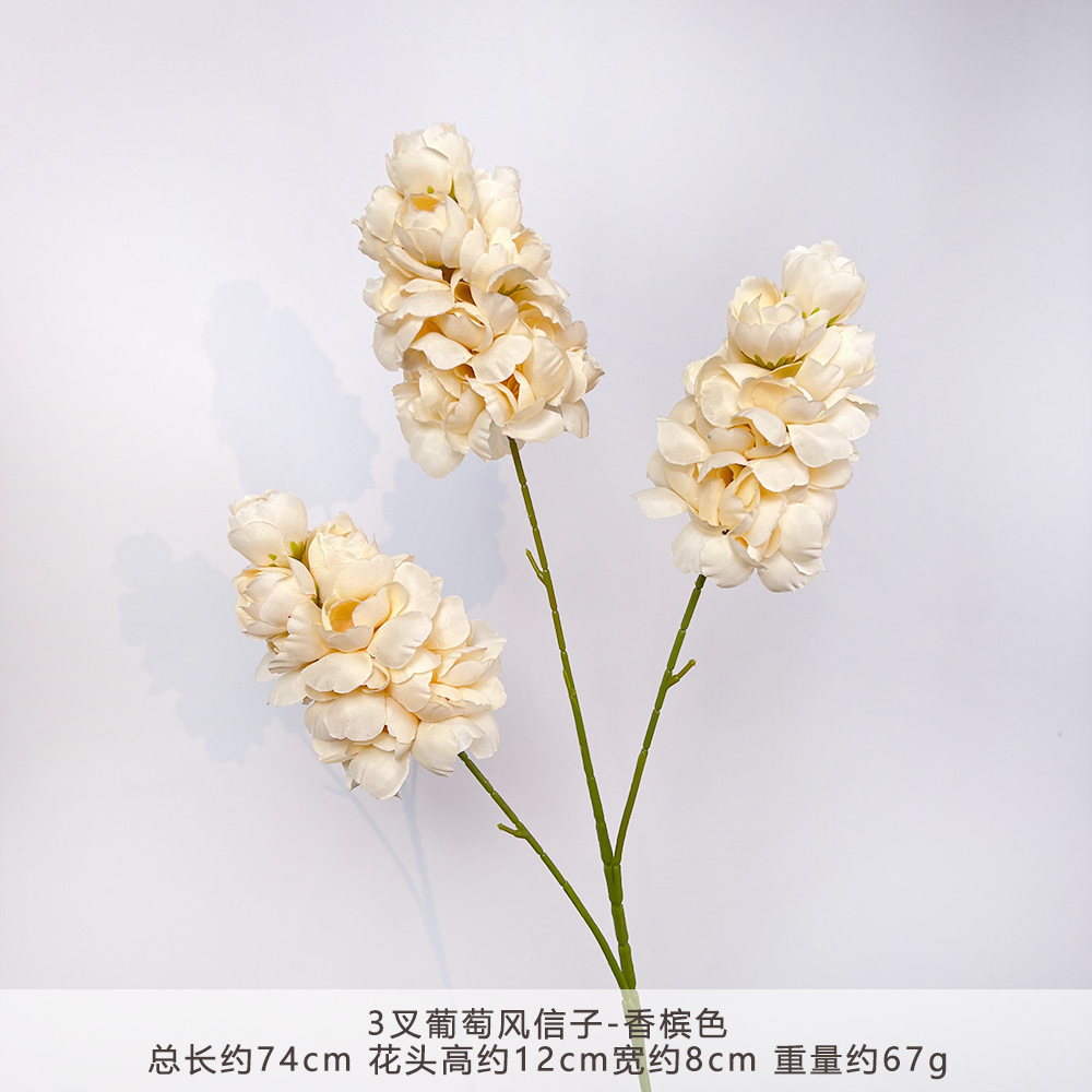 CC-3叉葡萄风信子-香槟