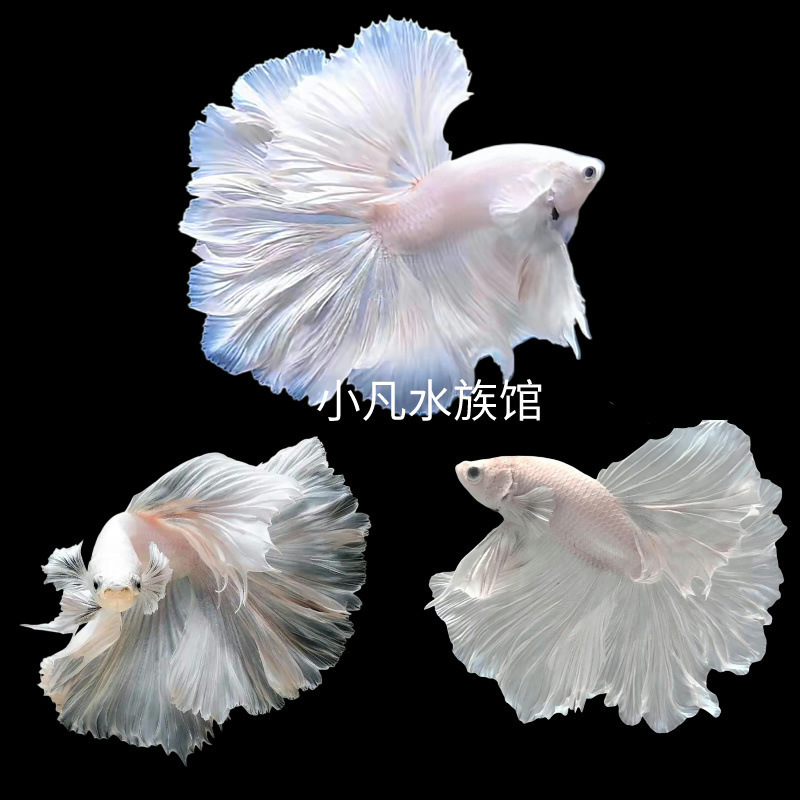 泰国斗鱼仙女款纯白半月超美网红小型淡水热带冷水观赏鱼好养耐活|undefined
