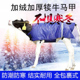 犊牛马甲小牛保暖衣刚出生小牛犊衣服防水防寒加绒加大加厚牛背服