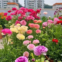 �ذ껨ëݢ��ĵ�����Ի������~ĵ���������^��ֲ���ļ����ܺ��B��