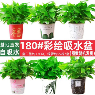 Green Radish Potted Plant Base Direct Delivery Indoor Hydroponic Long-Leaf Green Plant for Home Use, New House Formaldehyde Removal