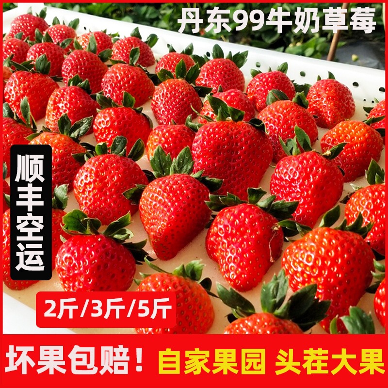 Dandong 99 Strawberries Fresh Seasonal Fruit Creamy Large Fruit Donggang Red Milk Strawberries Free Shipping Large Strawberries Dandong 99 Strawberries Fresh Seasonal Fruit Creamy Large Fruit Donggang Red Milk Strawberries Free Shipping Large Strawberries