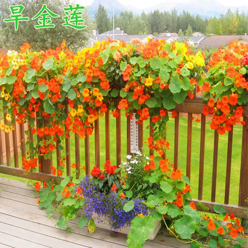 Новые семена вьющихся цветов настурции, семена подвесных цветов, легко выращиваются весной и осенью, подходят для посадки в горшках во дворе и на балконе.