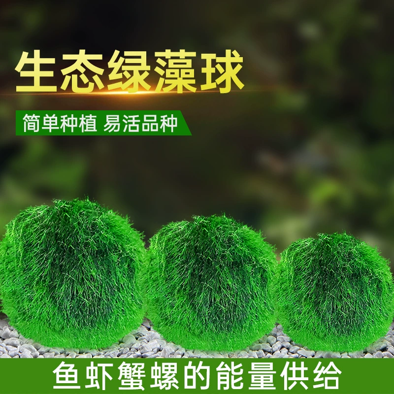 Трансграничный Живой зеленый шарик из водорослей счастливый шарик из морских водорослей декоративные живые настоящие водные растения оптом микропейзаж экологический аквариум в бутылках