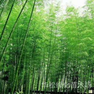 Bamboo Seedlings, Green Bamboo, Purple Bamboo, Gold Inlaid Jade Bamboo, Garden Plants, Evergreen Potted Plants in All Seasons, Ornamental Green Bamboo Seedlings