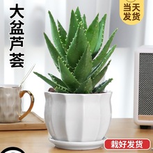 �J�C�����҃ȳ���ȩ�����՚⻨�ܾGֲ�k�������ƶ���ֲ���ļ����B