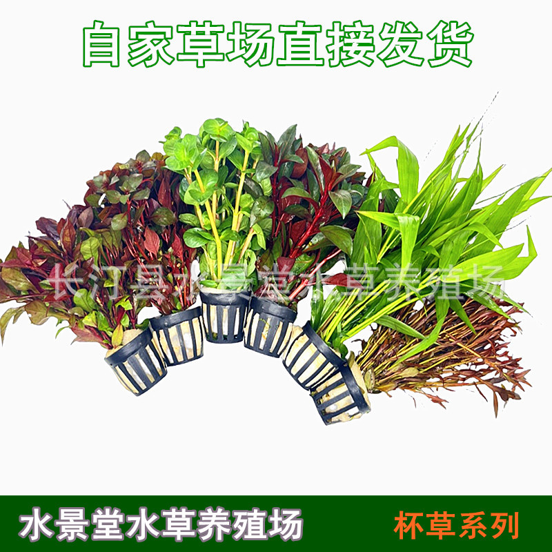 鱼缸造景中后景草杯装真水草新手懒人水草入缸成景活体植物蜈蚣草
